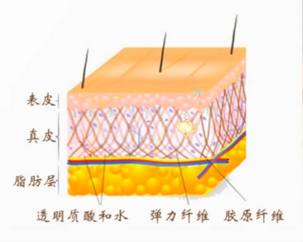 位于表皮和脂肪层之间,由外向内分为乳头层和网状层,由纤维,基质和