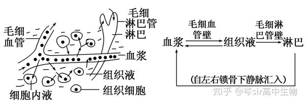 内环境的组成和外界物质交换