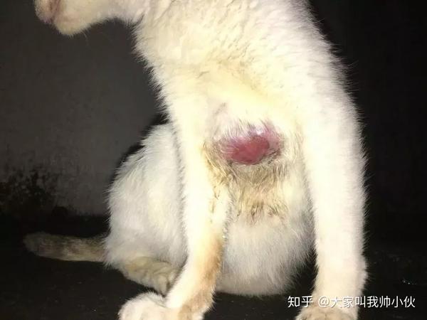 猫咪肿瘤,发生在皮肤的细胞增生性疾病,是一种常见病.