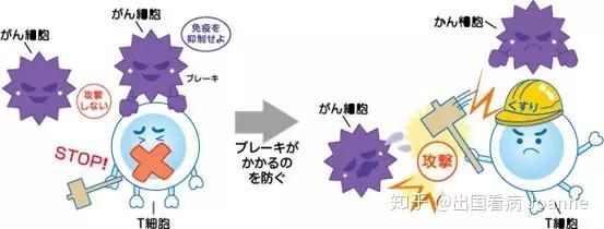 出国看病科普盘点日本厚生劳动省批准的有效免疫疗法上