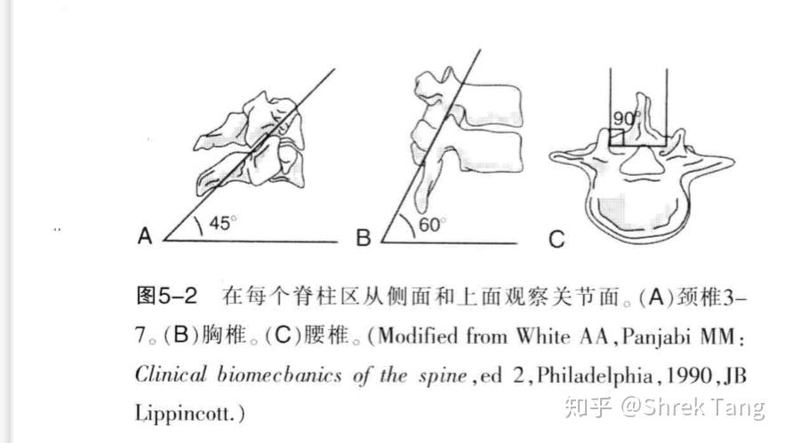 为什么胸椎上下关节突的关节面呈冠状位腰椎呈矢状位颈椎呈水平位是