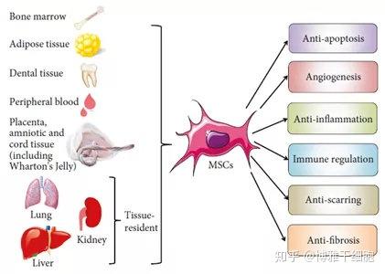 间充质干细胞是一种具有自我更新能力和多向分化潜能的成体干细胞