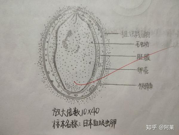 记录一下 的实验报告,图片仅供参考,还望多多指教