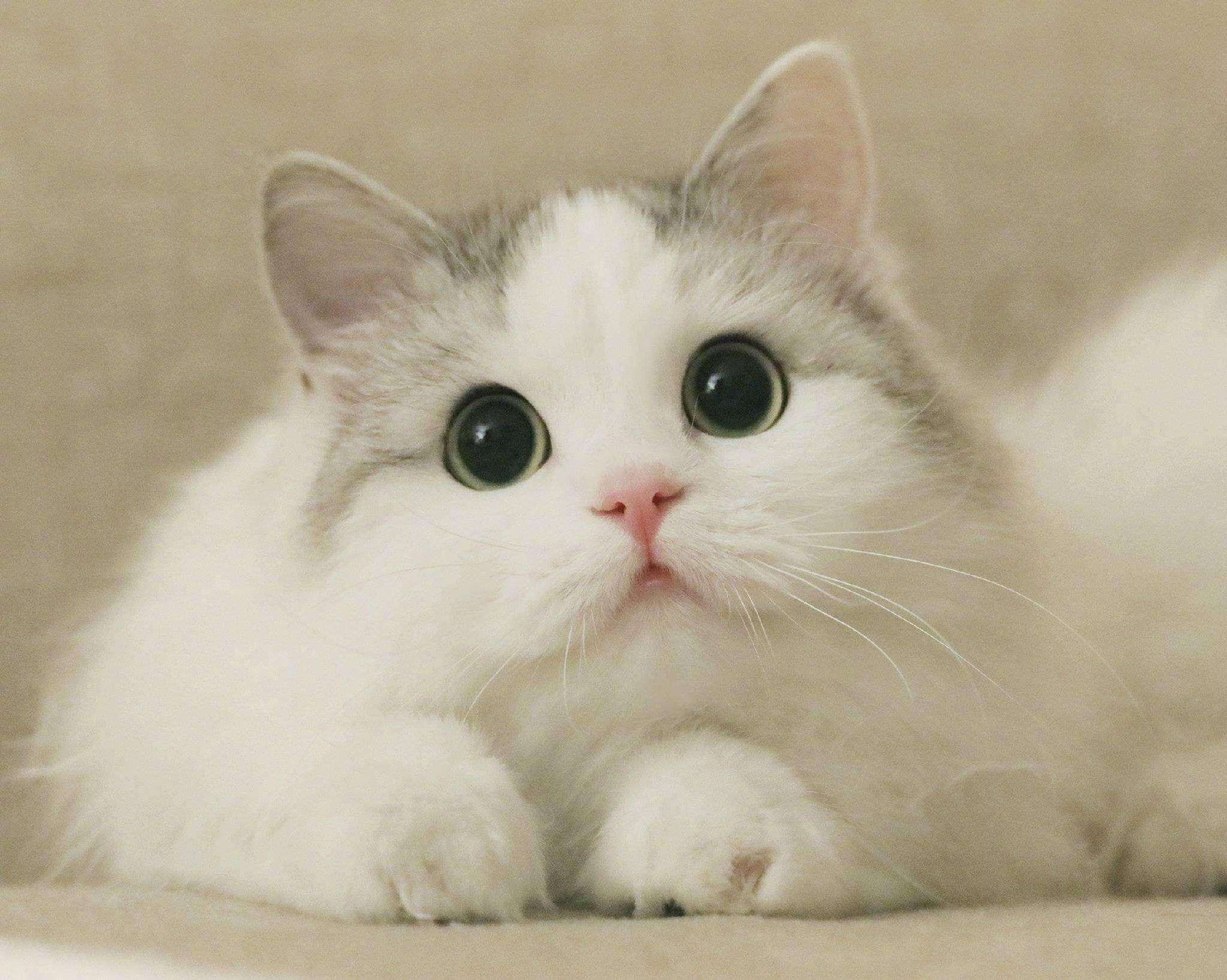 有哪些好看的猫咪壁纸或头像