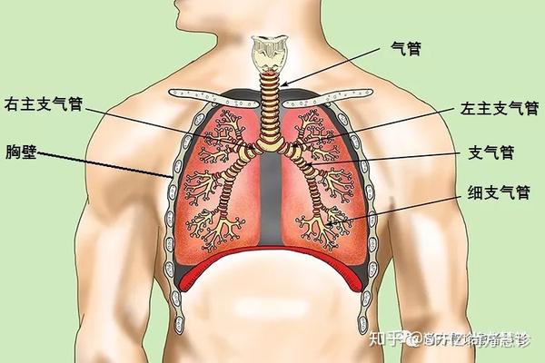 肺活检的类型取决于几个因素,如肺部问题的类型,病变的位置和患者的