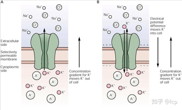 神经科学原理7(2019/11/25)—膜电位