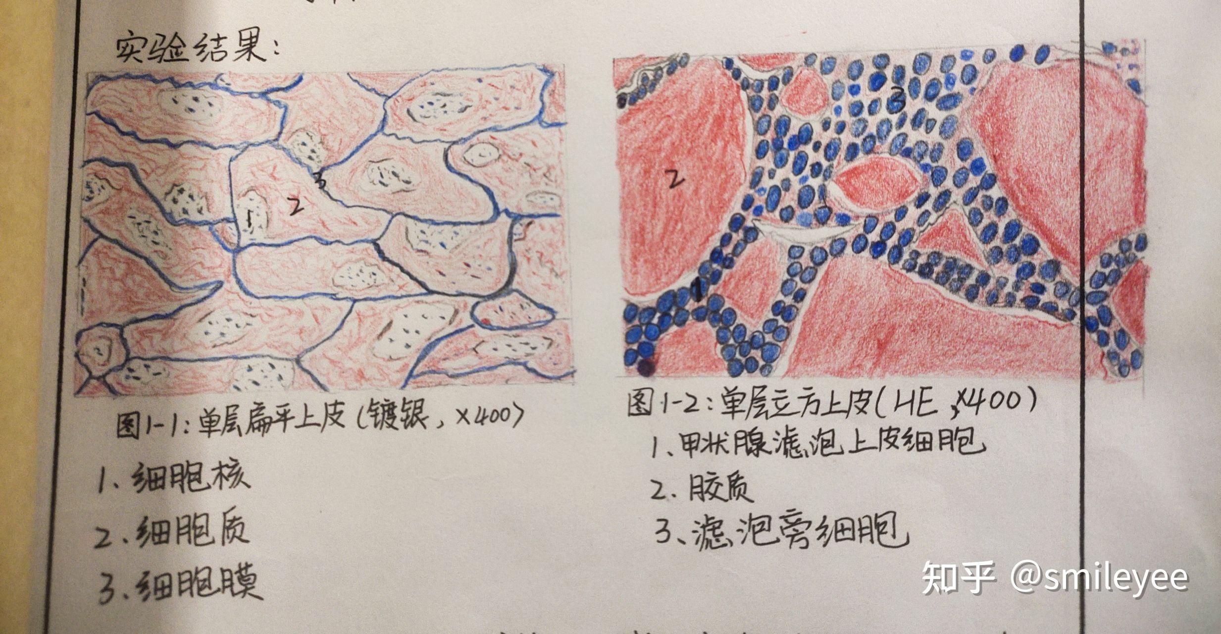 组胚红蓝铅笔实验图的单层扁平上皮和假复层纤毛柱状上皮怎么画呀