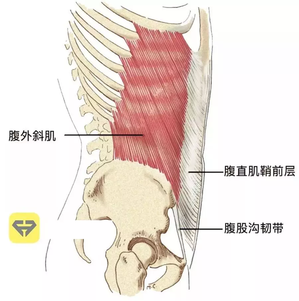 支撑躯干各种动作 腹外斜肌 两侧同时收缩,可以 下拉胸廓, 辅助腹直