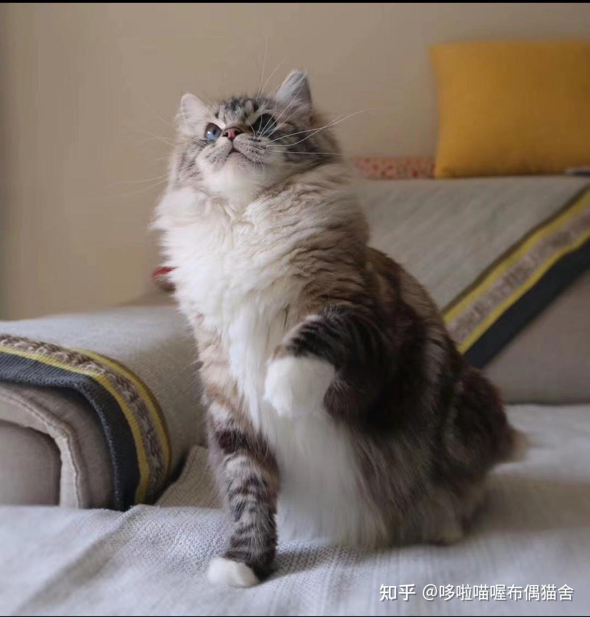 海豹手套山猫以上就是比较常见和主流的几种布偶猫花色,其它的不一一