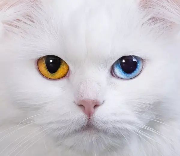 猫眼睛的奥秘:最不该存在于世的粉色瞳孔.