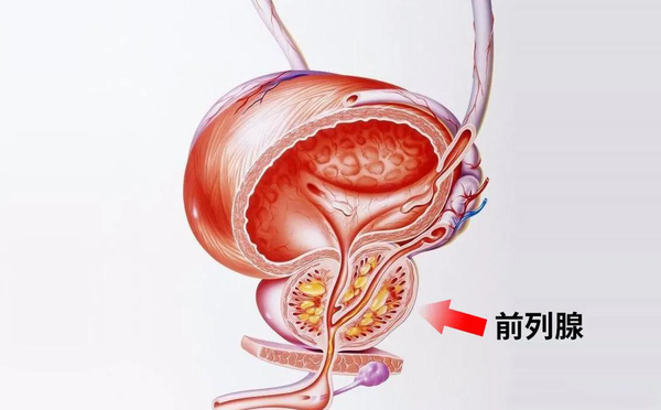 男人必知保护前列腺的方法