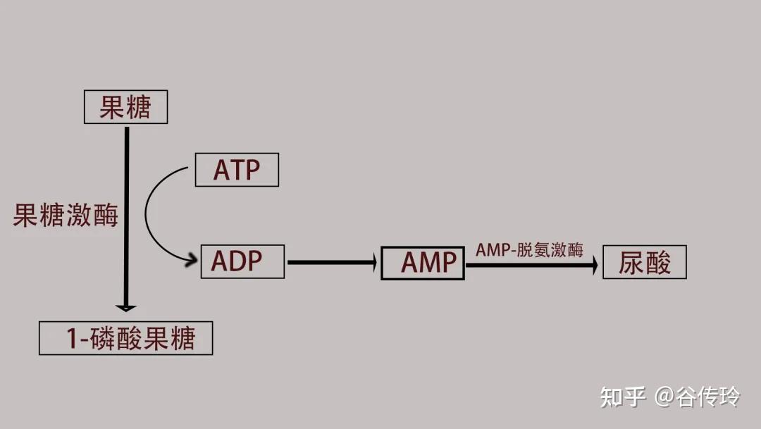 图:果糖代谢过程果糖代谢过程中会生成尿酸,就已经很烦人了,更烦人