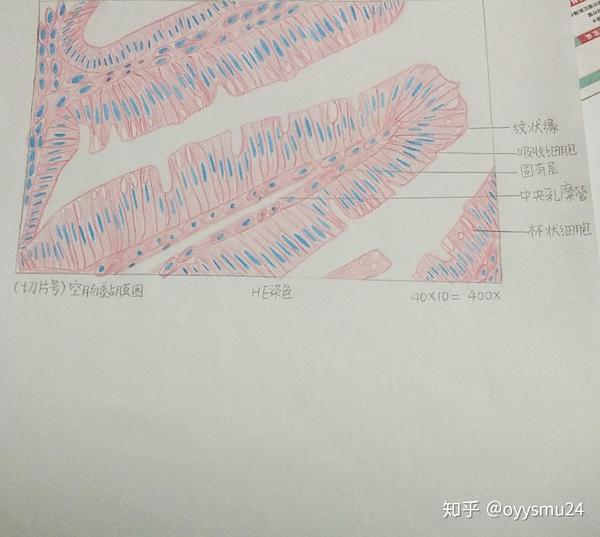 组织学与胚胎学红蓝铅笔画图