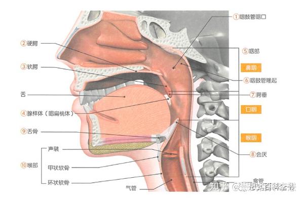 磁共振鼻咽,颈部规扫描规范及技术应用(一)