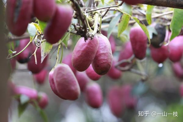 10,南酸枣