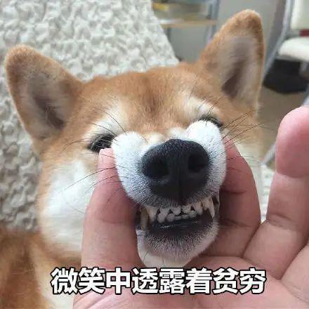 表情包柴犬狗狗系列