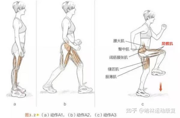 股四头肌和髂腰肌)都会起到最重要的作用,屈髋肌群本应该是强有力的