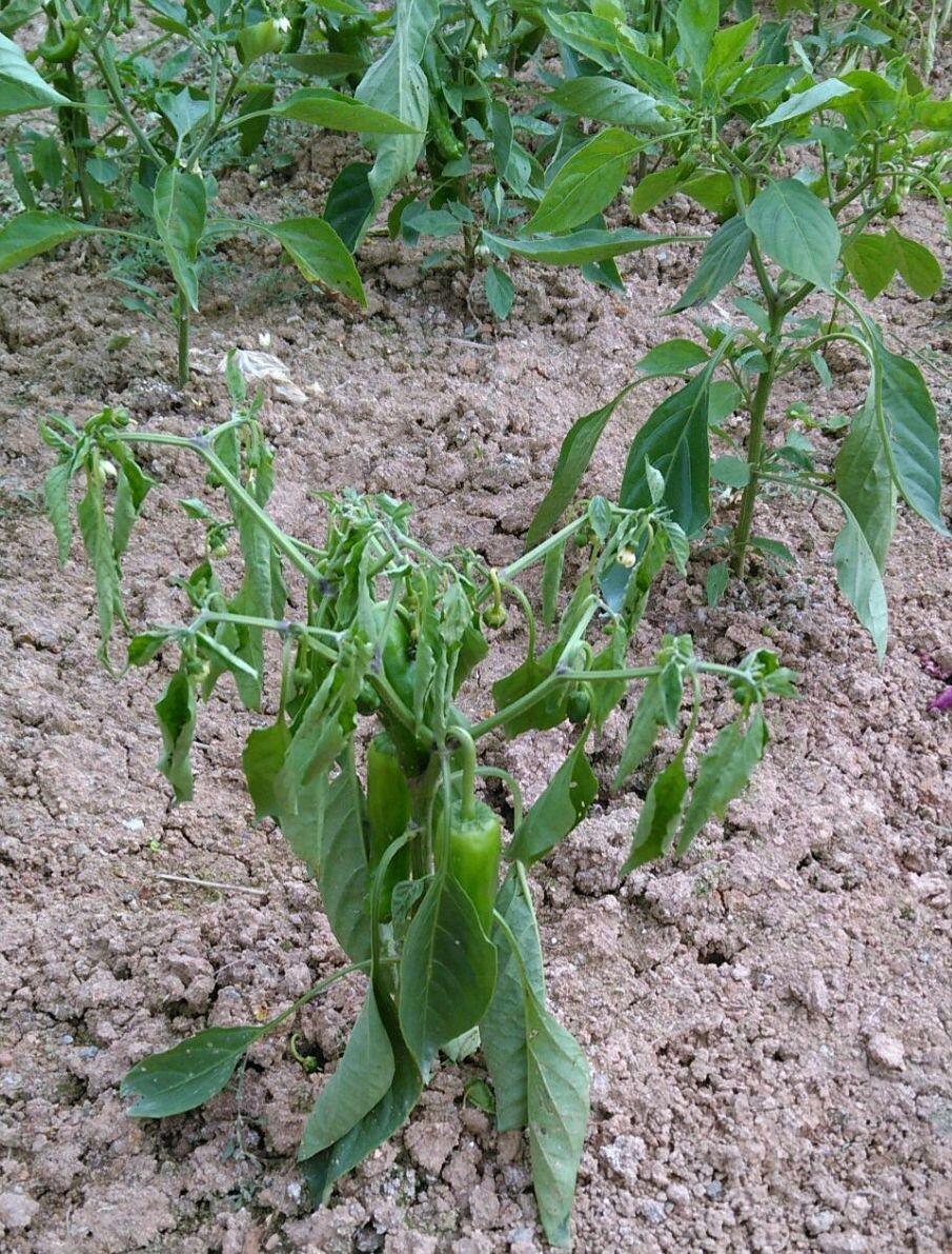 辣椒青枯病防治要点用药