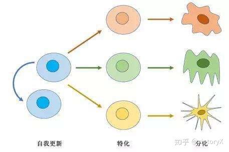 细胞培养技术-干细胞研究的内容和进展(3)
