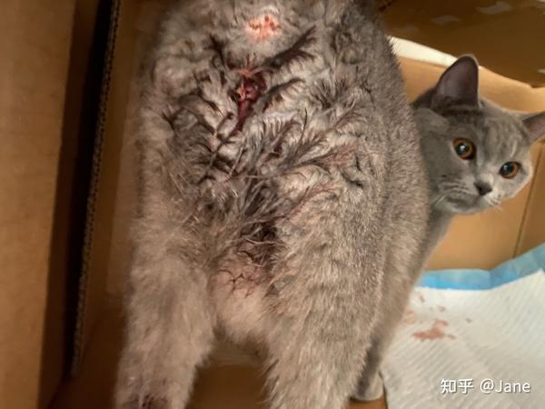 分享猫咪胖丫生产全过程(蓝猫/首胎)破羊水开始长达20