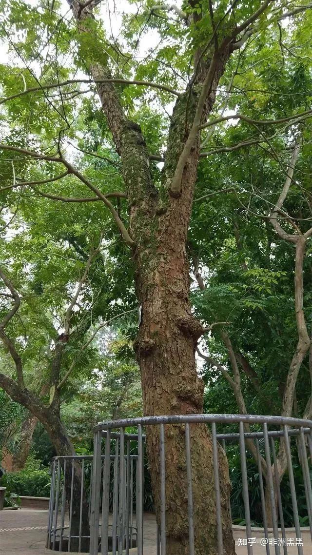 海南黄花梨为何能从古代火到现在