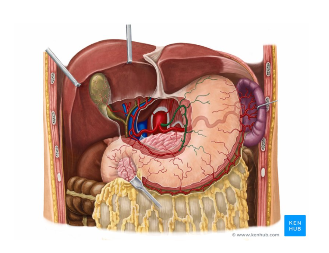 胃的血供淋巴及神经支配