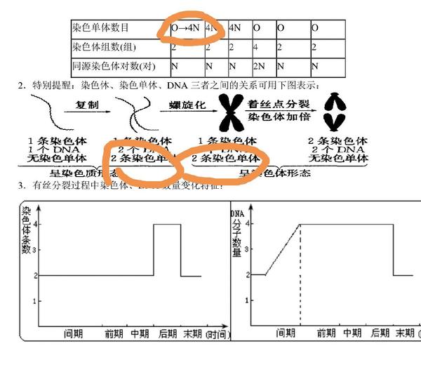 刚开始染色单体为什么从0到4n?