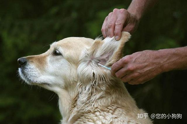 狗狗健康小常识狗狗外耳炎的详细介绍与治疗预防