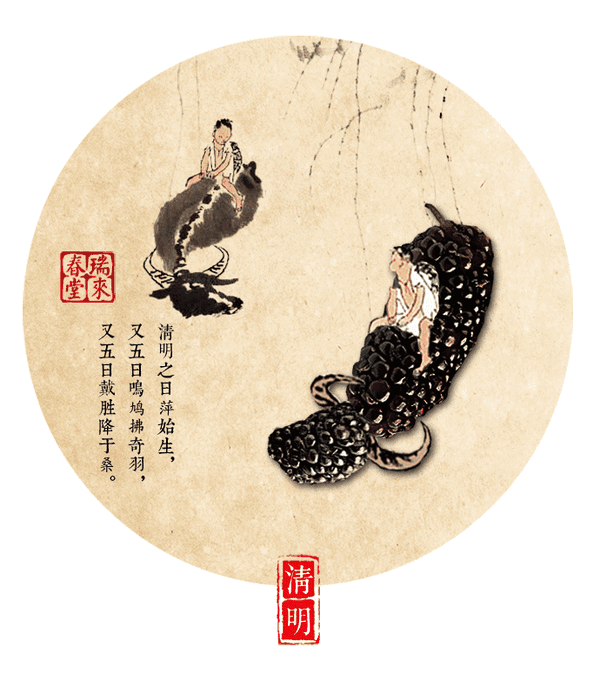 【gif】中药版二十四节气养生动态图5:桑葚 清明