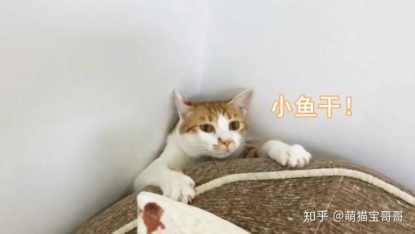 一下子桔子就出来了 橘猫还是喜欢吃那!