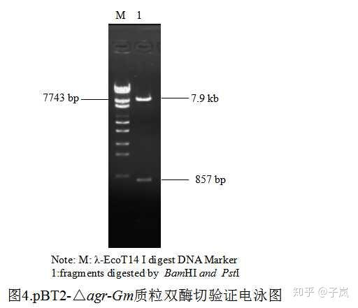 2 重组质粒pbt2-△ agr-gm(庆大霉素抗性基因)的构建及验证 庆大霉素