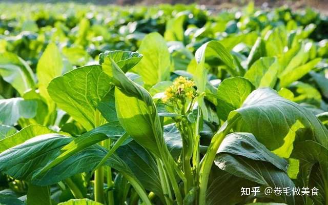 洗菜心时小黄花要摘掉吗老菜农说出了答案看完提醒家人