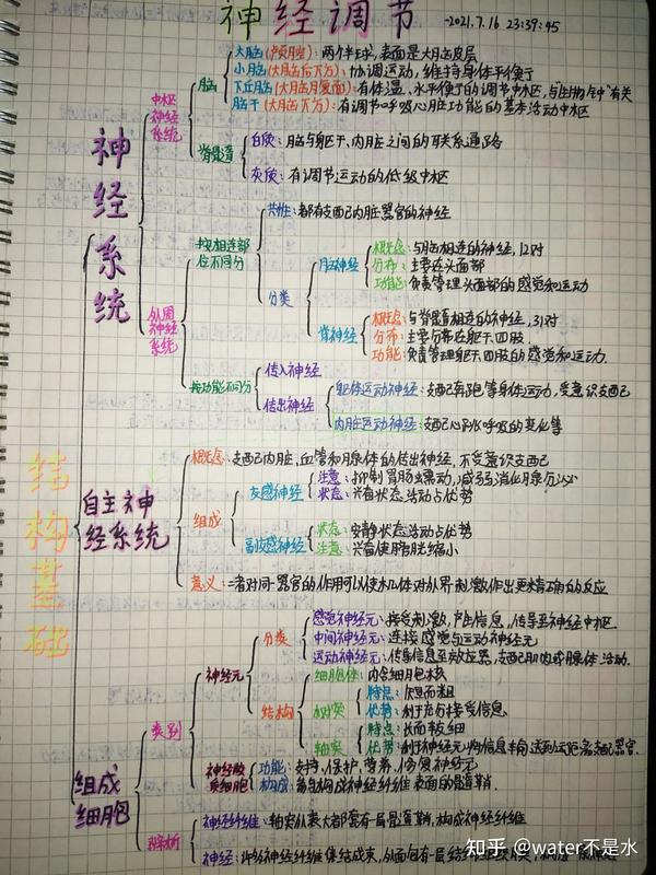 高中生物神经调节详细树状图思维导图类笔记(手写)