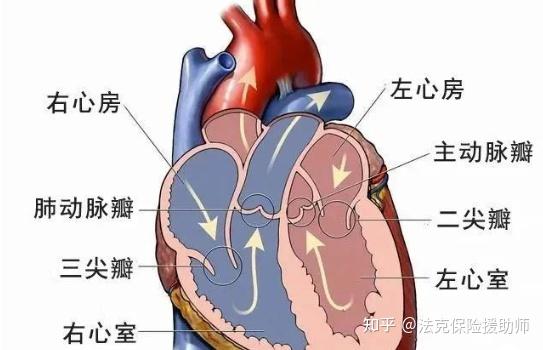 瓣膜在心脏永不停止的血液循环活动中扮演关键角色:瓣膜相当于门卫