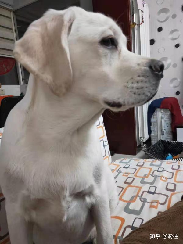 张家口市桥东区南站附近丢失一只奶油色拉布拉多犬