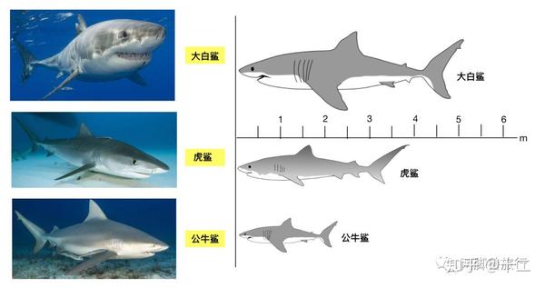 以下依此是大白鲨,虎鲨,公牛鲨,仰望看它们的脸,真是一个比一个凶巴巴