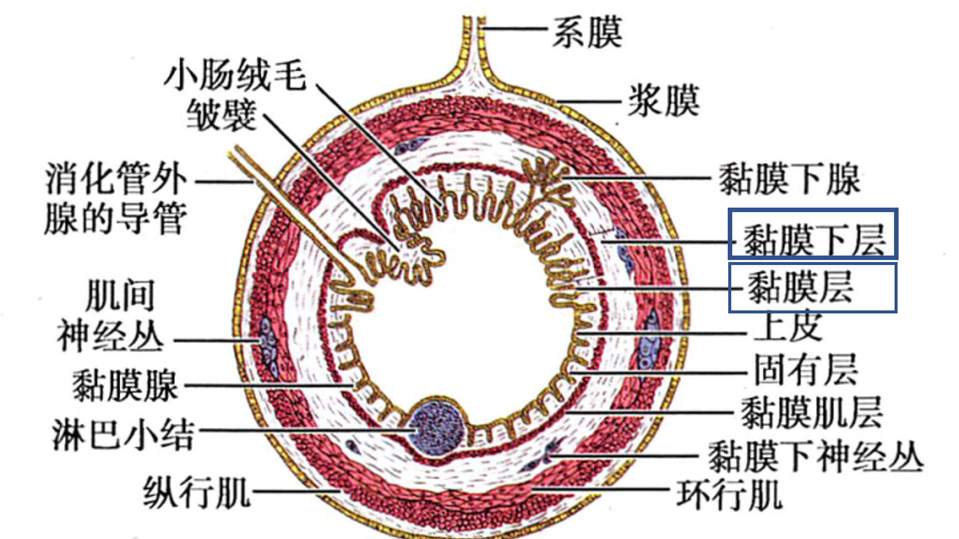 的地方,同时还有很多淋巴细胞(有免疫和防御的作用),我们称之为固有层