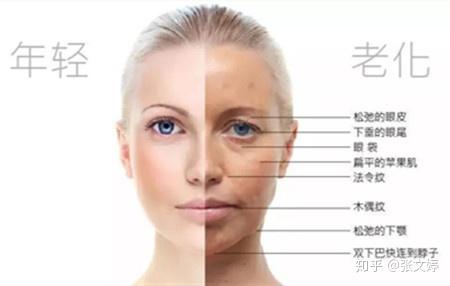 也导致了脂肪间的凹陷更加明显,最终导致面部在衰老过程中逐渐表现出