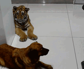壁纸 动物 狗 狗狗 280_232 gif 动态图 动图