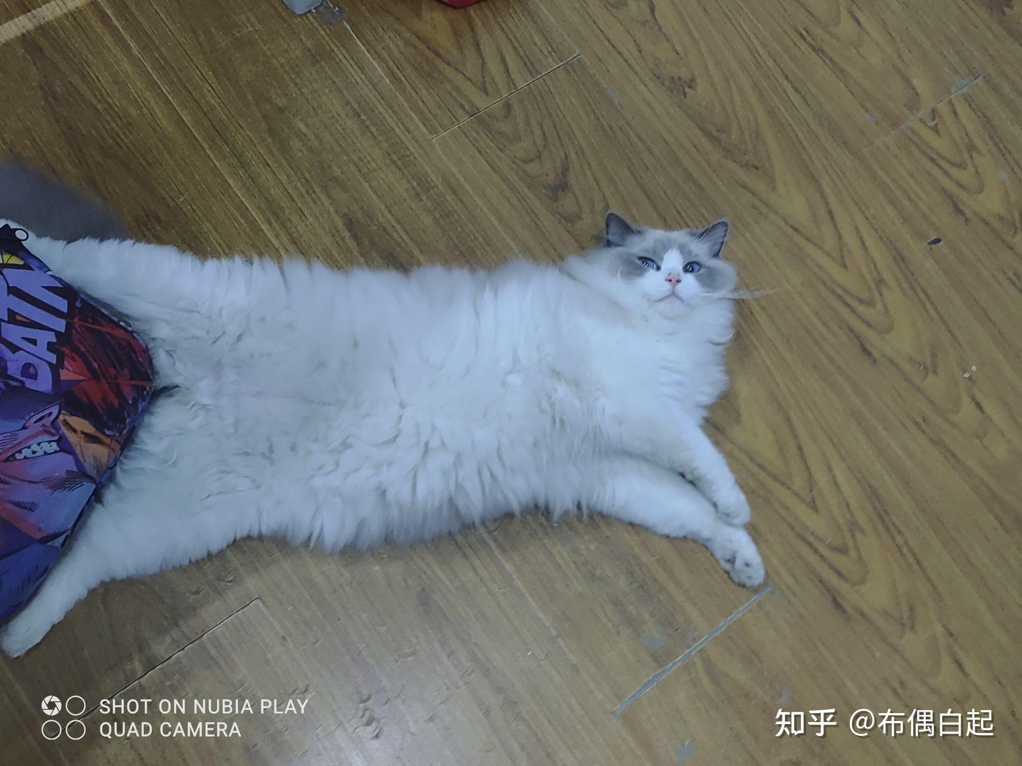 猫咪八卦肚是什么样的呢