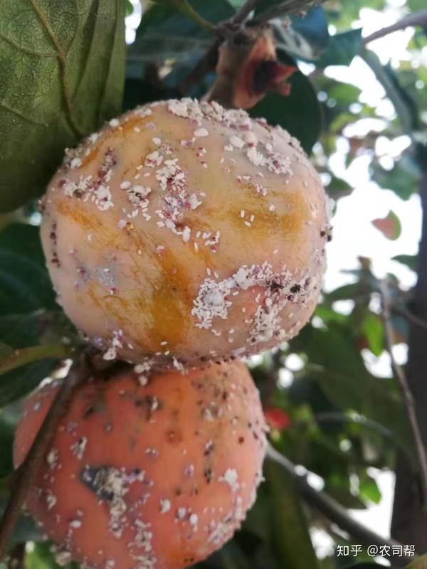 柿子上白点白毛毛黏液怎么除,关键时期做到这几点,柿柿如意产量高品质