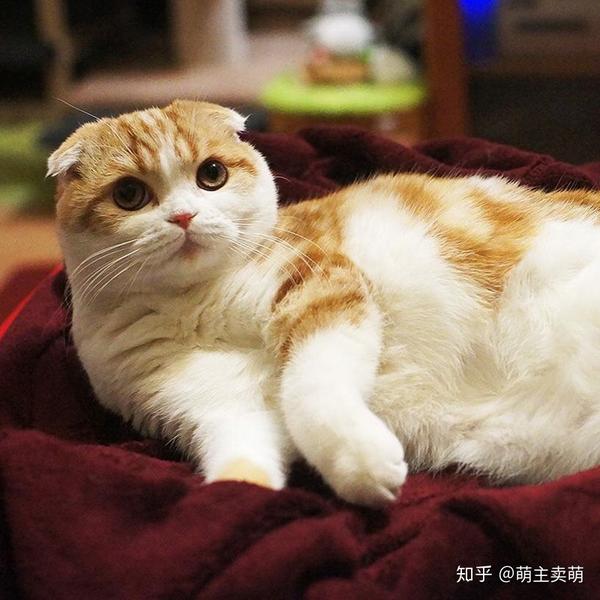 折耳猫就是这样安静乖巧