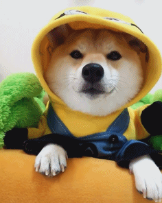 一只爱穿衣服的柴总