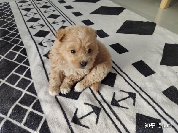 请问这是个什么狗串串呢