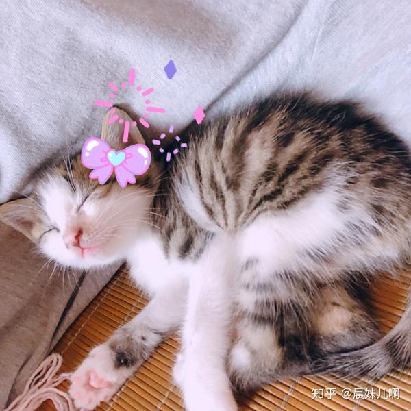 狸花猫可以萌到什么程度?
