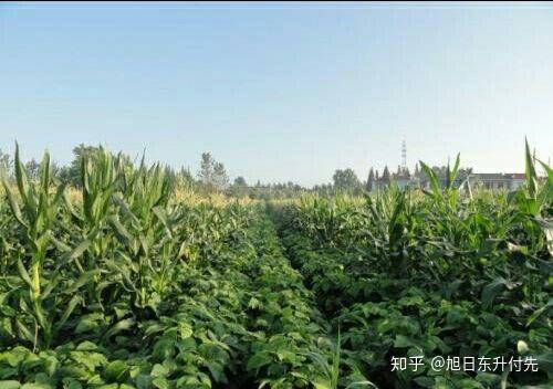 玉米套种大豆,红薯,花生,棉花