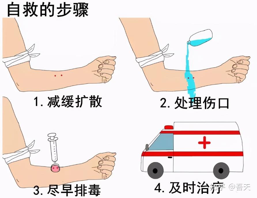 烙铁头蛇现身重庆闹市区水果店是保护动物被毒蛇咬伤怎么办