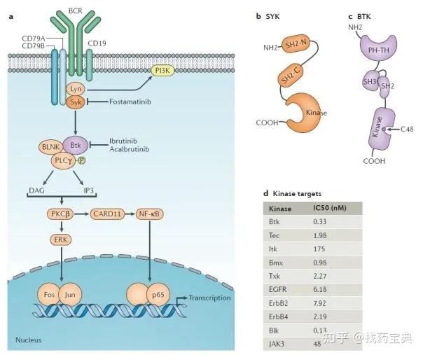 凋亡机制:bcl2抑制剂b细胞淋巴瘤/白血病-2(bcl2)是一种具有抑制凋亡