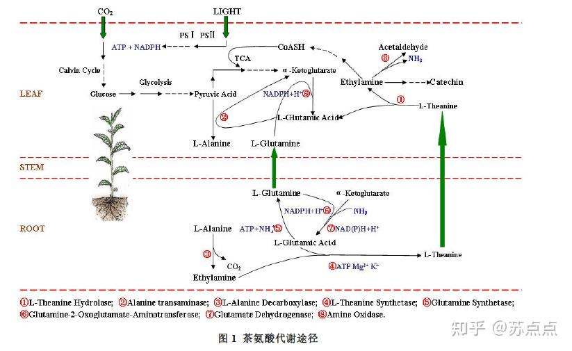 茶叶生物化学茶氨酸概述