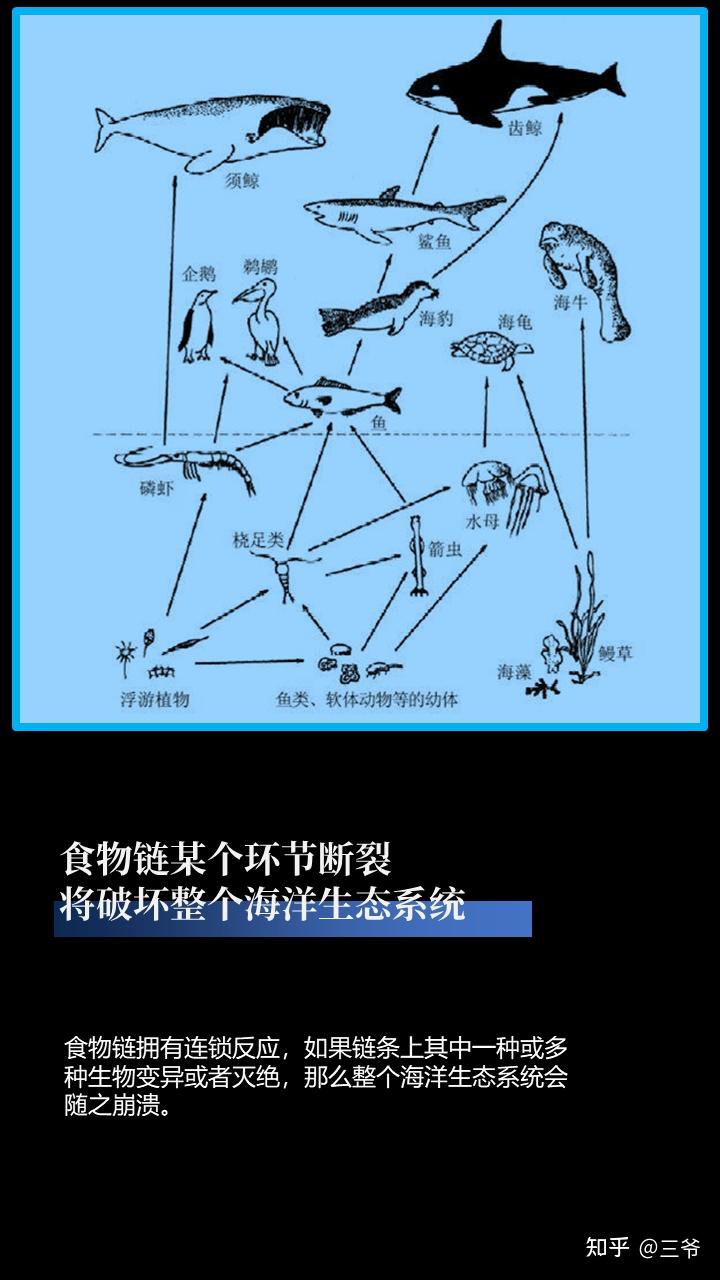 大鱼吃小鱼,小鱼吃海草,放射性元素会随着海洋食物链逐级传递,最终